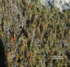 Brusnice na Cradle Mountain